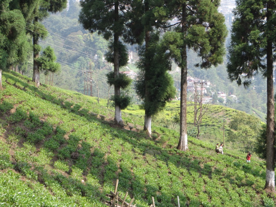 201405_Darjeeling (61)