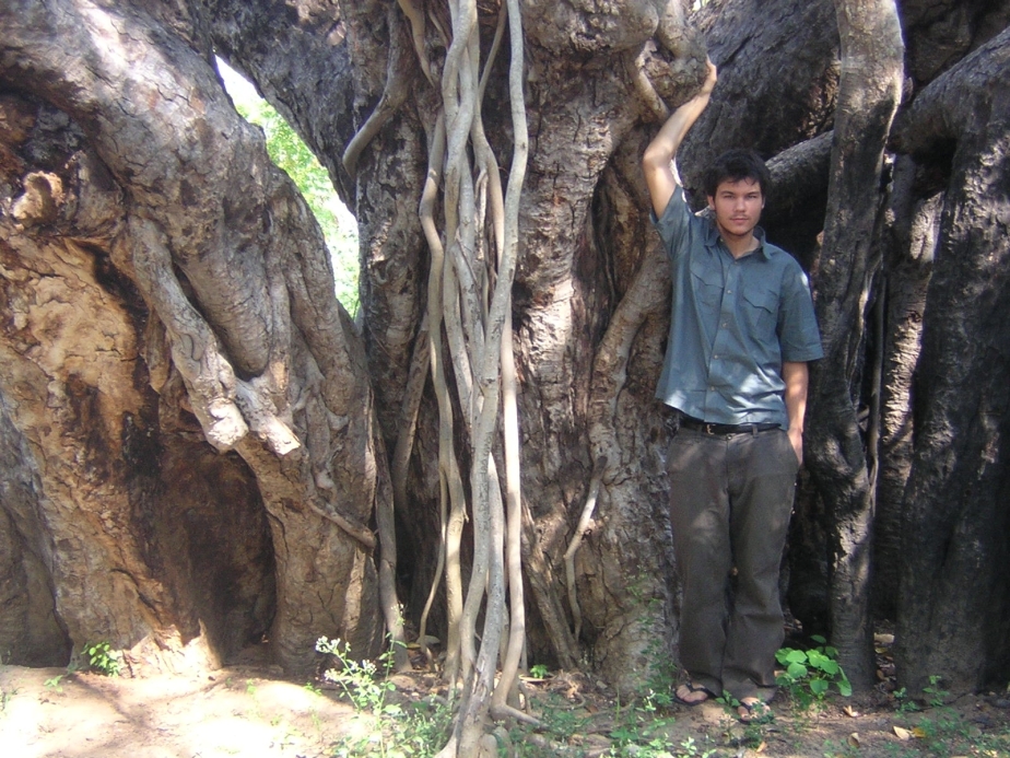 One the Worlds largest Banyan tree, India 2004